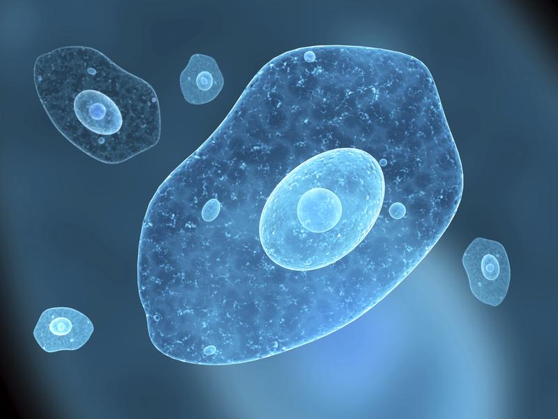 Image of a cell